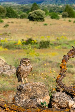 Küçük Baykuş, Athene noctua, Akdeniz Ormanı, Castilla y Leon, İspanya, Avrupa