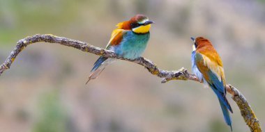 Arı yiyici, merops apiaster, Akdeniz Ormanı, Castilla y Leon, İspanya, Avrupa