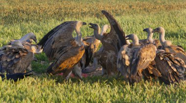 Avrasya Griffon Akbabası, Gyps fulvus, Tarım Tarlaları, Castilla y Leon, İspanya, Avrupa