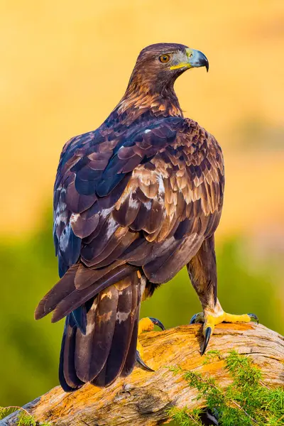 stock image Golden Eagle, Aquila chrysaetos, Mediterranean Forest, Castile Leon, Spain, Europe