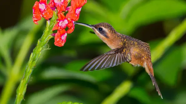 stock image Hummingbird, Tropical Rainforest, Boca Tapada, Alajuela Province, Costa Rica, America