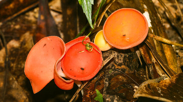 Tropical Mushroom, Tropical Rainforest, Napo River Basin, Amazonia, Ecuador, America