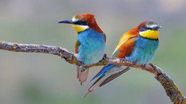 Arı yiyici, merops apiaster, Akdeniz Ormanı, Castilla y Leon, İspanya, Avrupa