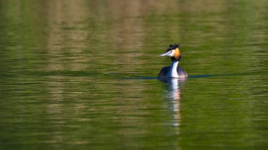 Great Crested Grebe, Podiceps kriteri, Biesbosch Ulusal Parkı, Noord-Brabant Eyaleti, Hollanda, Hollanda, Avrupa