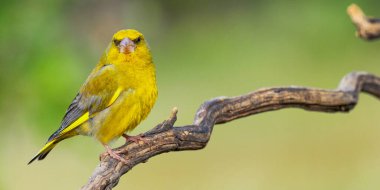 Greenfinch, Carduelis klorisi, Akdeniz Ormanı, Castilla y Leon, İspanya, Avrupa