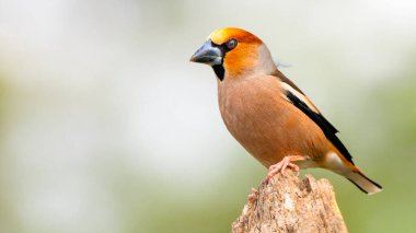 Hawfinch, Coccothraustes Occothraustes, Akdeniz Ormanı, Castilla y Leon, İspanya, Avrupa