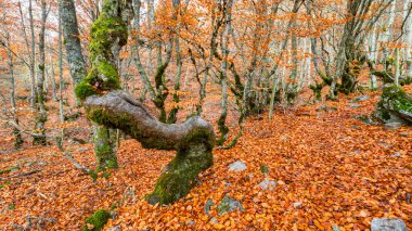 Hayedo de la Pedrosa Doğal Koruma Alanı, Beech Ormanı Sonbahar Sezonu, Fagus Sylvatica, Riofrio de Riaza, Segovia, Castilla y Leon, İspanya, Avrupa