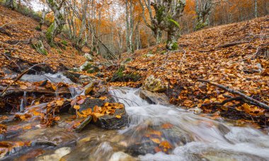 Stream Beech Forest, Hayedo de la Pedrosa Doğal Koruma Alanı, Beech Forest Sonbahar Sezonu, Fagus sylvatica, Riofrio de Riaza, Segovia, Castilla y Leon, İspanya, Avrupa