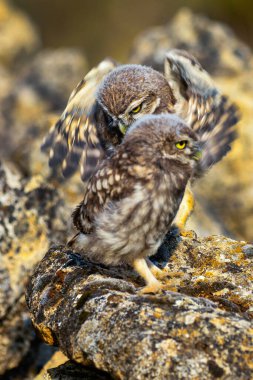 Little Owl, Athene noctua, Mediterranean Forest, Castilla y Leon, Spain, Europe clipart