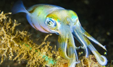 Resif Kalamarı, resif inşa eden mercanlar, mercan resifi, Lembeh, Kuzey Sulawesi, Endonezya, Asya