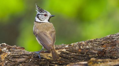 Crested Tit, Parus cristatus, Mediterranean Forest, Castilla y Leon, Spain, Europe