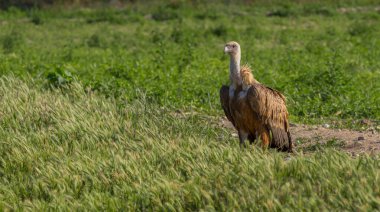 Avrasya Griffon Akbabası, Gyps fulvus, Tarım Tarlaları, Castilla y Leon, İspanya, Avrupa