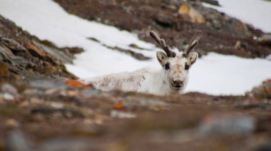 Ren geyiği, Rangifer tarandus, Gipsvika, Sassenfjorden, Arctic, Spitsbergen, Svalbard, Norveç, Avrupa