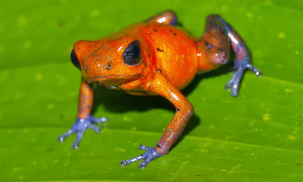 stock image Dart Poison Frog, Blue Jeans, Oophaga pumilio, Dendrobates pumilio, Tropical Rainforest, Boca Tapada, Alajuela Province, Costa Rica, America