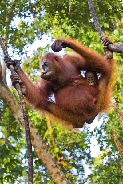 Orangutan, Pongo pigmaeus, Tanjung Puting Ulusal Parkı, Kalimantan, Borneo, Endonezya