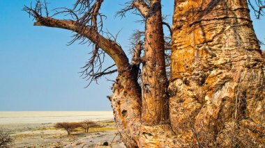 Baobab, Adansonia digitata, Kubu Adası, Beyaz Tuz Denizi, Lekhubu, Makgadikgadi Pan Ulusal Parkı, Botswana, Afrika