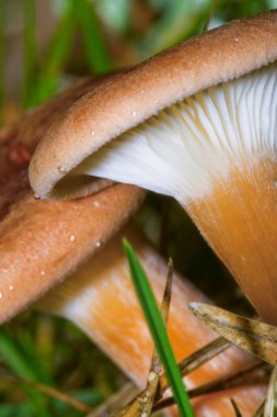 Wild Mushroom, Sierra de Guadarrama National Park, Segovia, Castile Leon, Spain, Europe clipart