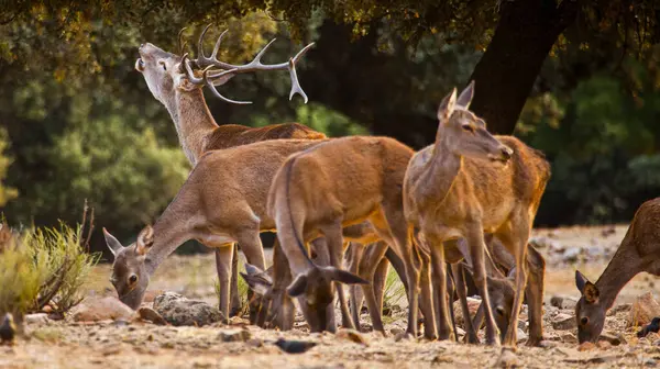 Kızıl Geyik, Cervus elaphus, Rutting Season, Monfrage Ulusal Parkı, SPA, ZEPA, Biyosfer Rezervi, Caceres Eyaleti, Extremadura, İspanya, Avrupa