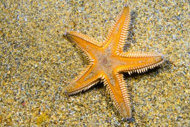 Starfish, Astropecten aranciacus, Cabo Cope-Puntas del Calnegre Natural Park, Mediterranean Sea,  Region de Murcia, Murcia, Spain, Europe clipart