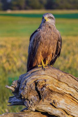 Black Kite, Milvus migrans, Agricultural Fields, Castilla y Leon, Spain, Europe clipart