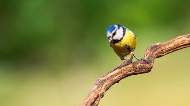 Blue Tit, Parus caeruleus, Mediterranean Forest, Castilla y Leon, Spain, Europe clipart