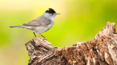 Blackcap, Sylvia atricapilla, Male Blackcap, Mediterranean Forest, Castilla y Leon, Spain, Europe clipart