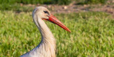 White Stork, Ciconia ciconia, Agricultural Fields, Castilla y Leon, Spain, Europe clipart