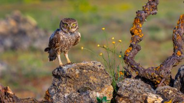 Little Owl, Athene noctua, Mediterranean Forest, Castilla y Leon, Spain, Europe clipart