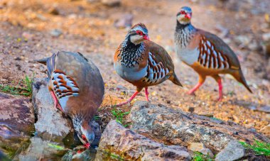 Red-legged Partridge, Alectoris rufa, Monfrague National Park, SPA, ZEPA, Biosphere Reserve, Caceres Province, Extremadura, Spain, Europe clipart