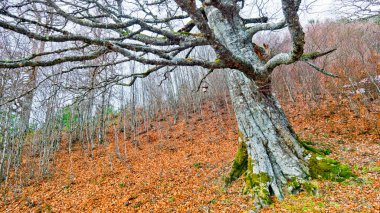 Gamueta Kayın Ormanı, Linza Vadisi, Valles Occidentales Doğal Parkı, Jacetania, Pyrenees, Huesca, Aragon, İspanya, Avrupa