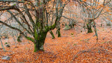 Hayedo de la Pedrosa Doğal Koruma Alanı, Beech Ormanı Sonbahar Sezonu, Fagus Sylvatica, Riofrio de Riaza, Segovia, Castilla y Leon, İspanya, Avrupa