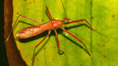 Shield Bug, Chust Bug, Hemiptera, Tropikal Yağmur Ormanları, Napo Nehri Havzası, Amazonia, Ekvador, Amerika