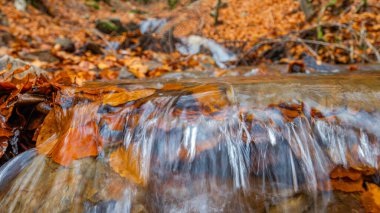Stream Beech Forest, Hayedo de la Pedrosa Doğal Koruma Alanı, Beech Forest Sonbahar Sezonu, Fagus sylvatica, Riofrio de Riaza, Segovia, Castilla y Leon, İspanya, Avrupa