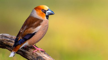 Hawfinch, Coccothraustes Occothraustes, Akdeniz Ormanı, Castilla y Leon, İspanya, Avrupa