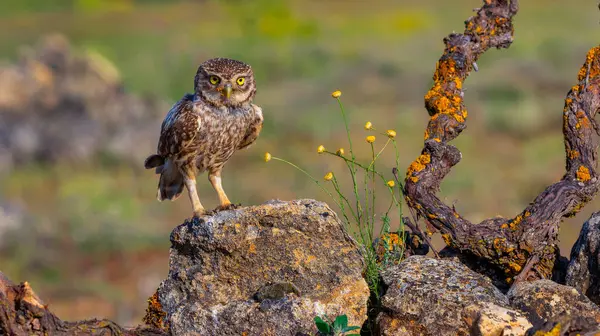 Küçük Baykuş, Athene noctua, Akdeniz Ormanı, Castilla y Leon, İspanya, Avrupa