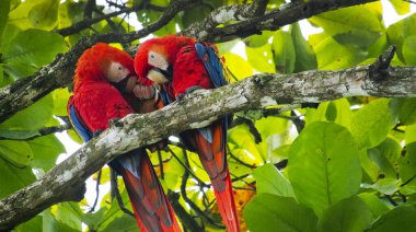Scarlet Macaw, Lapa Roja, Ara Makao, Corcovado Ulusal Parkı, Osa Koruma Alanı, Osa Yarımadası, Kosta Rika, Amerika 