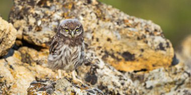 Küçük Baykuş, Athene noctua, Akdeniz Ormanı, Castilla y Leon, İspanya, Avrupa