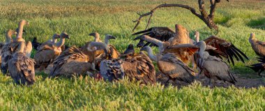 Avrasya Griffon Akbabası, Gyps fulvus, Tarım Tarlaları, Castilla y Leon, İspanya, Avrupa