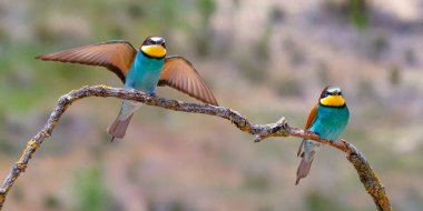 Arı yiyici, merops apiaster, Akdeniz Ormanı, Castilla y Leon, İspanya, Avrupa