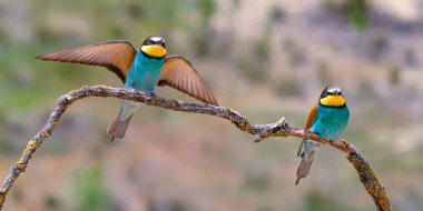 Bee-eater, Merops apiaster, Mediterranean Forest, Castilla y Leon, Spain, Europe clipart