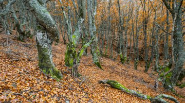 Hayedo de la Pedrosa Doğal Koruma Alanı, Beech Ormanı Sonbahar Sezonu, Fagus Sylvatica, Riofrio de Riaza, Segovia, Castilla y Leon, İspanya, Avrupa
