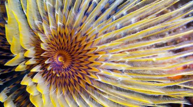 Tubeworm, Fan Worm, Spirographis, Spirographis Spallanzani, Feather Duster Worms, Tube Worm, Polychaete, Cabo Cope Puntas del Canegre Natural Park, Mediterranean Sea, Murcia, Spain, Europe clipart