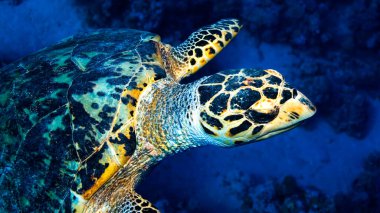 Yeşil Kaplumbağa, Chelonia Mydas, Mercan Resifi, Kızıl Deniz, Mısır, Afrika