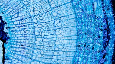 Optik Mikroskop altında Tilia Kökü