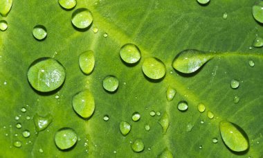 Su Damlaları Yaprakları, Tropikal Yağmur Ormanları, Marino Ballena Ulusal Parkı, Uvita de Osa, Puntarenas, Kosta Rika, Orta Amerika