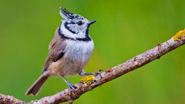 Crested Tit, Parus cristatus, Mediterranean Forest, Castile Leon, Spain, Europe