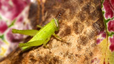 Tropical Grasshopper, Tropical Rainforest, Napo River Basin, Amazonia, Ecuador, America clipart