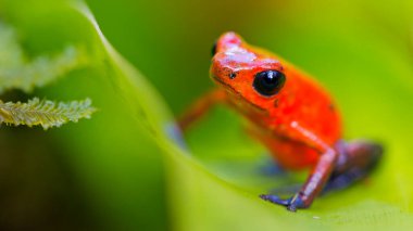 Dart Zehirli Kurbağa, Mavi Kot, Oophaga pumilio, Dendrobates pumilio, Tropikal Yağmur Ormanları, Boca Tapada, Alajuela Eyaleti, Kosta Rika, Amerika