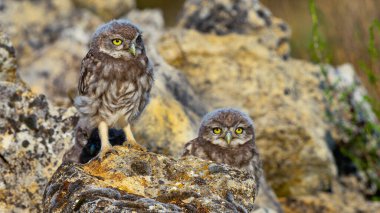 Küçük Baykuş, Athene noctua, Akdeniz Ormanı, Castilla y Leon, İspanya, Avrupa