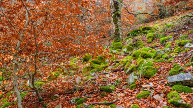 Hayedo de la Pedrosa Doğal Koruma Alanı, Beech Ormanı Sonbahar Sezonu, Fagus Sylvatica, Riofrio de Riaza, Segovia, Castilla y Leon, İspanya, Avrupa